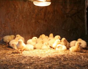  Should a Heat Lamp Be on 24 7 for Chicks