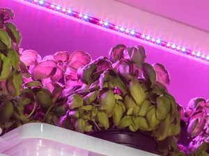Are LED Plant Lights Good