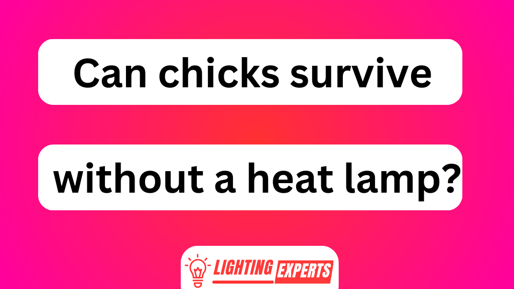 Can Chicks Survive Without a Heat Lamp