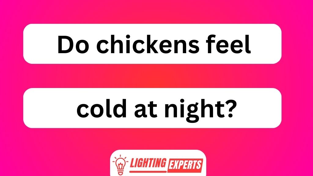 Do Chickens Feel Cold at Night