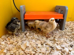  Should a Heat Lamp Be on 24 7 for Chicks