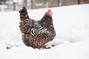 Do Chickens Feel Cold at Night 