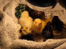 How Do I Know if My Chicks Are Warm Enough