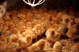 Can Chicks Survive Without a Heat Lamp