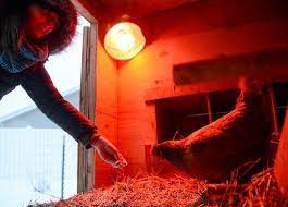 Do Chickens Need a Heat Lamp at Night 