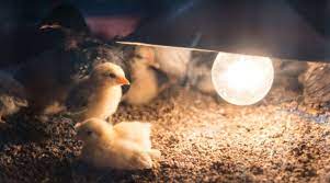 Can Chicks Sleep With the Heat Lamp on