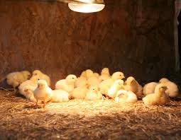 Can Chicks Sleep With the Heat Lamp on