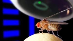ARE FRUIT FLIES ATTRACTED TO LIGHT