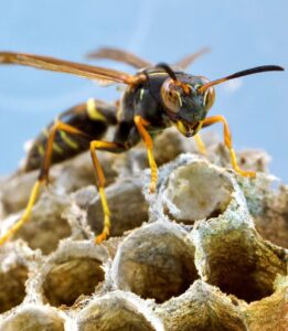 ARE WASPS ATTRACTED TO LIGHT