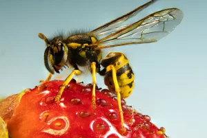 ARE FRUIT FLIES ATTRACTED TO LIGHT