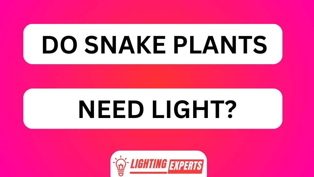 DO SNAKE PLANTS NEED LIGHT